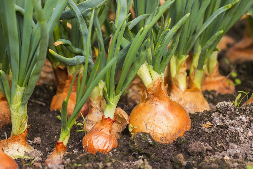 Sweet Yellow Spanish Onion Seeds - 500 Allium Cepa Vegetable Seeds for Gardening - Image 2
