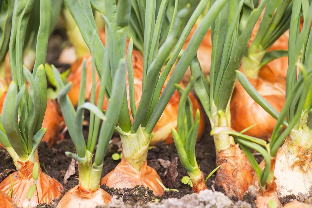 Sweet Yellow Spanish Onion Seeds - 500 Allium Cepa Vegetable Seeds for Gardening - Image 3