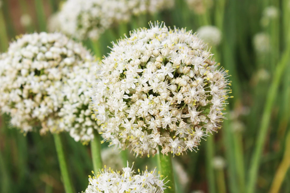 Sweet Yellow Spanish Onion Seeds - 500 Allium Cepa Vegetable Seeds for Gardening - Image 4