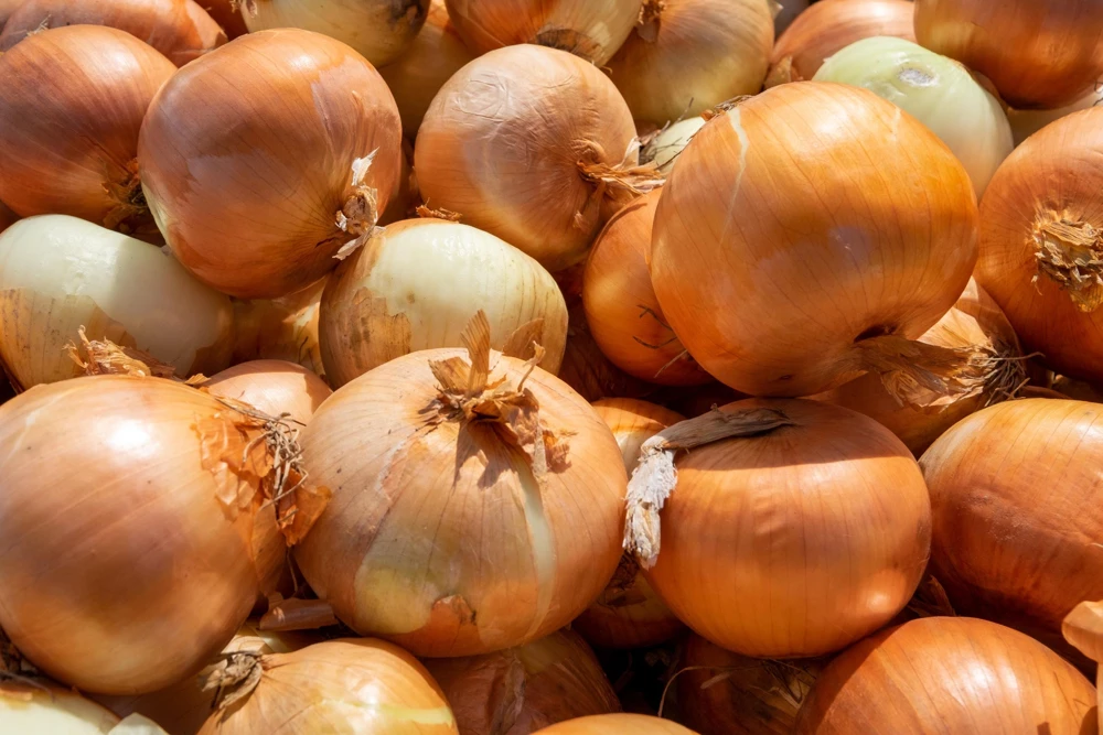 Sweet Yellow Spanish Onion Seeds - 500 Allium Cepa Vegetable Seeds for Gardening - Image 5