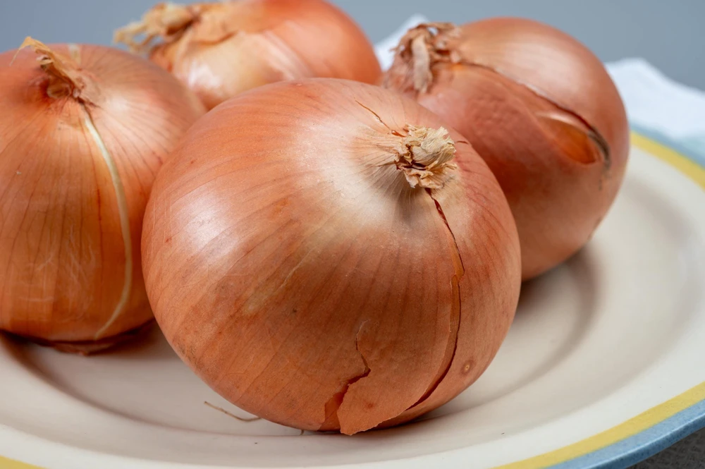 Sweet Yellow Spanish Onion Seeds - 500 Allium Cepa Vegetable Seeds for Gardening - Image 6