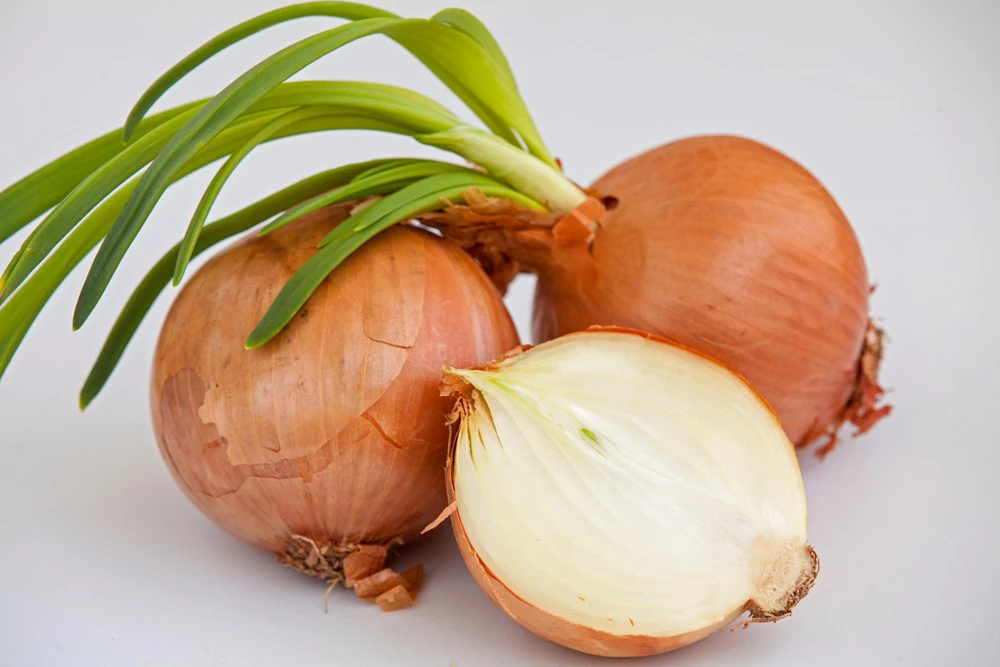 Sweet Yellow Spanish Onion Seeds - 500 Allium Cepa Vegetable Seeds for Gardening - Image 1