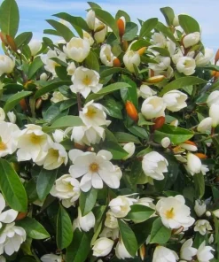 Sweetbay Magnolia Tree Live Plant, White Flowers, 9-18" Tall in Qt Pot, Outdoor Shrub - Image 2