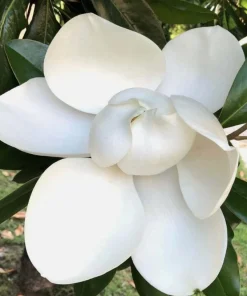 Sweetbay Magnolia Tree Live Plant, White Flowers, 9-18
