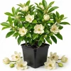 Sweetbay Magnolia Tree Live Plant, White Flowers, 9-18" Tall in Qt Pot, Outdoor Shrub - Image 1