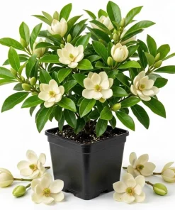 Sweetbay Magnolia Tree Live Plant, White Flowers, 9-18" Tall in Qt Pot, Outdoor Shrub - Image 1