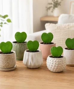 Sweetheart Hoya Live Plant 4-6 Inch Tall - Heart Shaped Leaf Houseplant, Easy Care Indoor Potted - Image 2