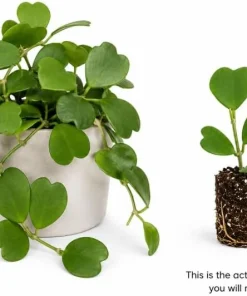 Sweetheart Hoya Live Plant 4-6 Inch Tall - Heart Shaped Leaf Houseplant, Easy Care Indoor Potted - Image 3