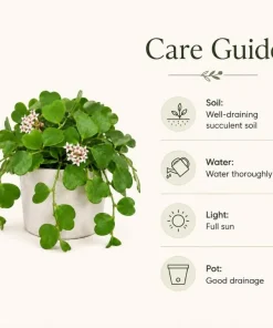 Sweetheart Hoya Live Plant 4-6 Inch Tall - Heart Shaped Leaf Houseplant, Easy Care Indoor Potted - Image 4