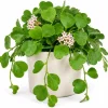 Sweetheart Hoya Live Plant 4-6 Inch Tall - Heart Shaped Leaf Houseplant, Easy Care Indoor Potted - Image 1
