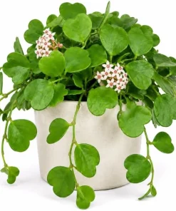 Sweetheart Hoya Live Plant 4-6 Inch Tall - Heart Shaped Leaf Houseplant, Easy Care Indoor Potted - Image 1