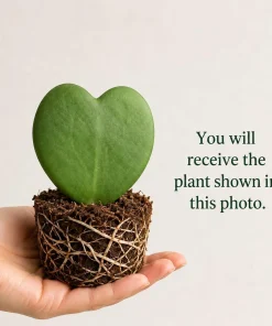 Sweetheart Hoya Live Plant - Heart Leaf Succulent, 4-8 Inch Tall, No Pot - Image 2