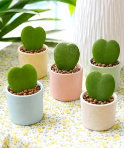 Sweetheart Hoya Live Plant - Heart Leaf Succulent, 4-8 Inch Tall, No Pot - Image 5