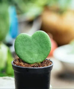 Sweetheart Hoya Live Plant - Heart Leaf Succulent, 4-8 Inch Tall, No Pot - Image 6