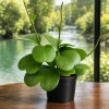 Sweetheart Hoya Live Plant - Heart Leaf Succulent, 4-8 Inch Tall, No Pot - Image 1