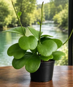 Sweetheart Hoya Live Plant - Heart Leaf Succulent, 4-8 Inch Tall, No Pot - Image 1