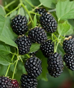 Sweetie Pie Blackberry Live Plant 5-9