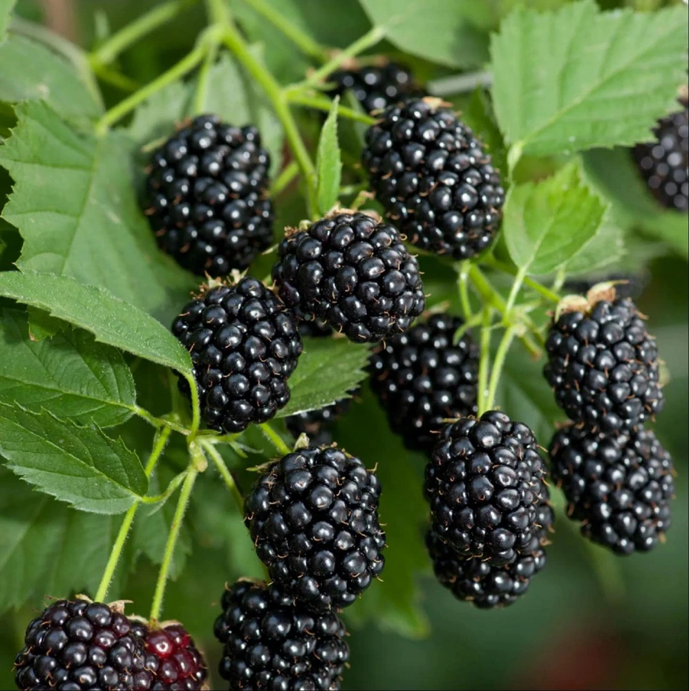 Sweetie Pie Blackberry Live Plant 5-9" Tall – Thornless Berry Bush – Zones 7-9 - Image 3