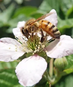 Sweetie Pie Blackberry Live Plant 5-9