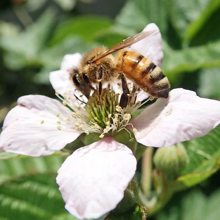 Sweetie Pie Blackberry Live Plant 5-9" Tall – Thornless Berry Bush – Zones 7-9 - Image 4