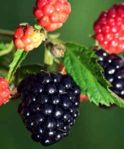 Sweetie Pie Blackberry Live Plant 5-9