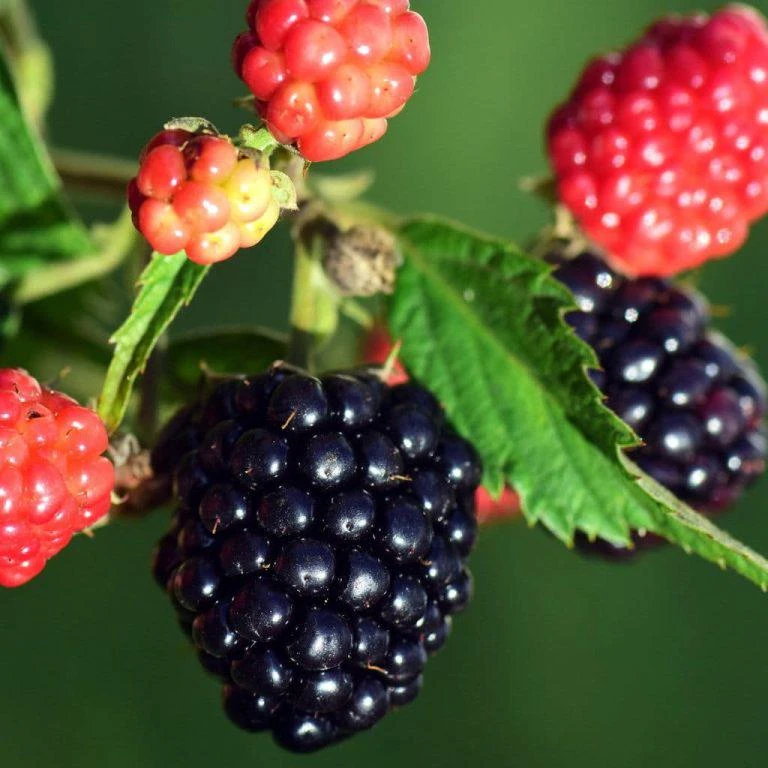 Sweetie Pie Blackberry Live Plant 5-9" Tall – Thornless Berry Bush – Zones 7-9 - Image 5