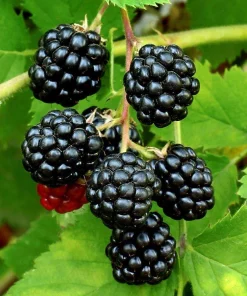 Sweetie Pie Blackberry Live Plant 5-9