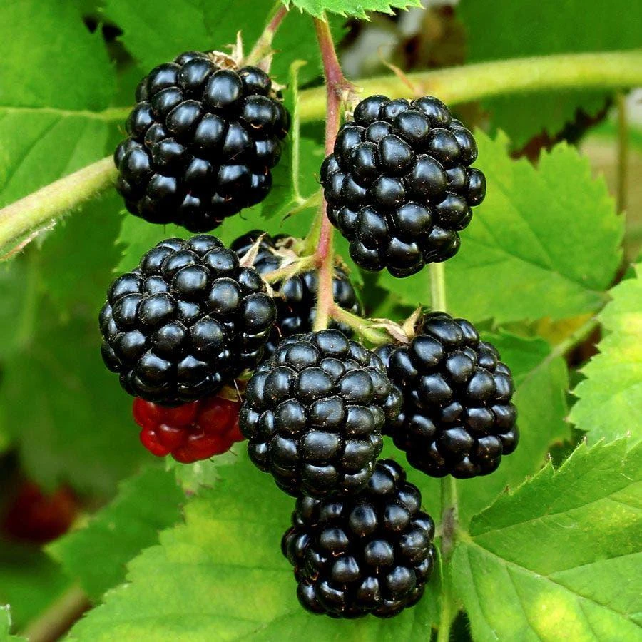 Sweetie Pie Blackberry Live Plant 5-9" Tall – Thornless Berry Bush – Zones 7-9 - Image 6