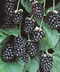 Sweetie Pie Blackberry Live Plant 5-9