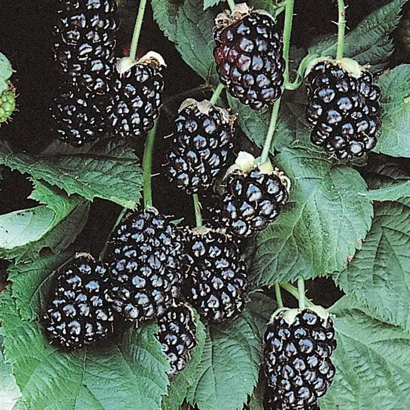 Sweetie Pie Blackberry Live Plant 5-9" Tall – Thornless Berry Bush – Zones 7-9 - Image 7