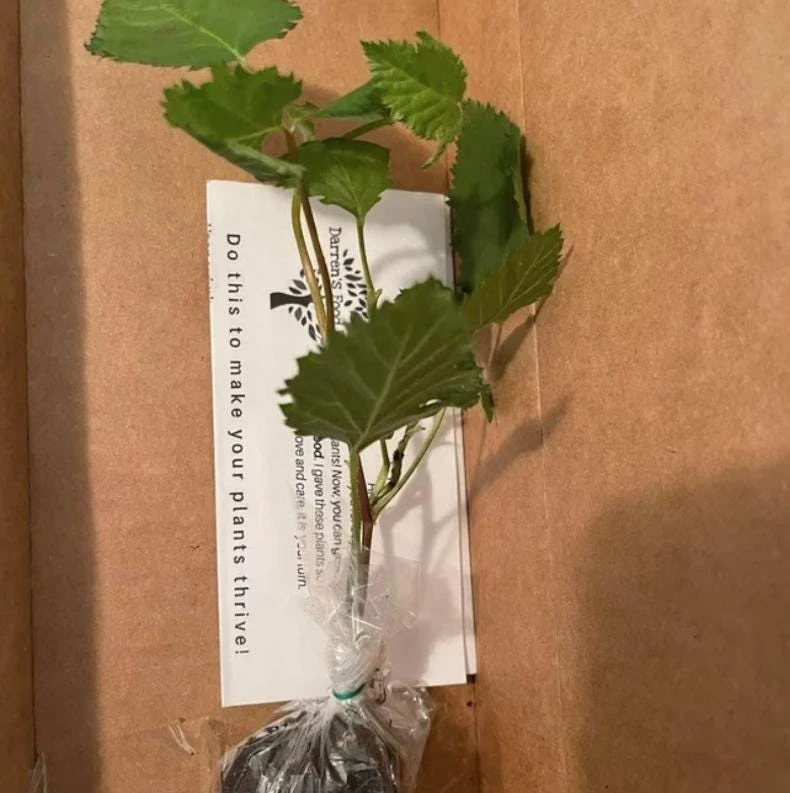 Sweetie Pie Blackberry Live Plant 5-9" Tall – Thornless Berry Bush – Zones 7-9 - Image 8