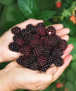 Sweetie Pie Blackberry Live Plant 5-9" Tall – Thornless Berry Bush – Zones 7-9 - Image 1