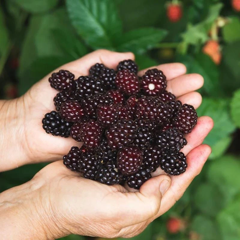 Sweetie Pie Blackberry Live Plant 5-9" Tall – Thornless Berry Bush – Zones 7-9 - Image 1