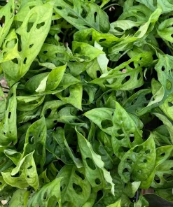 Swiss Cheese Vine Live Plant – Monstera Adansonii – Indoor Houseplant - Image 2