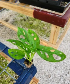 Swiss Cheese Vine Live Plant – Monstera Adansonii – Indoor Houseplant - Image 3