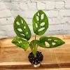 Swiss Cheese Vine Live Plant – Monstera Adansonii – Indoor Houseplant - Image 1