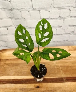 Swiss Cheese Vine Live Plant – Monstera Adansonii – Indoor Houseplant - Image 1