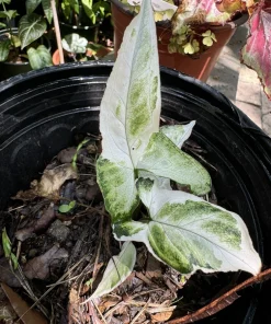Syngonium Albo Live Plant – Variegated Houseplant – Indoor Decor - Image 2