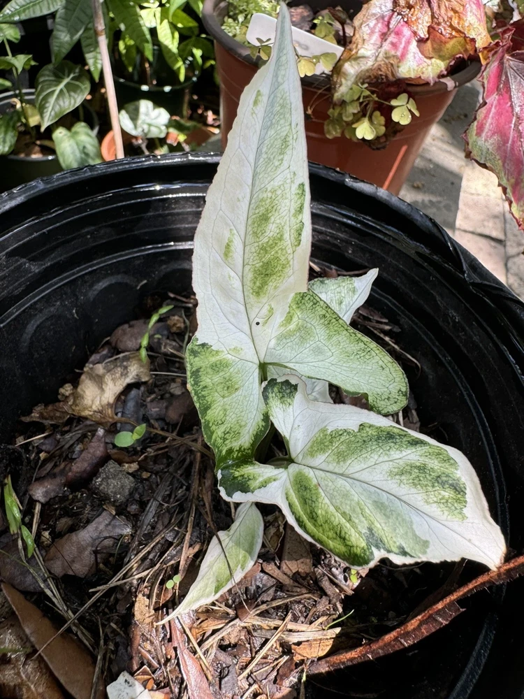 Syngonium Albo Live Plant – Variegated Houseplant – Indoor Decor - Image 2