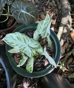 Syngonium Albo Live Plant – Variegated Houseplant – Indoor Decor - Image 3