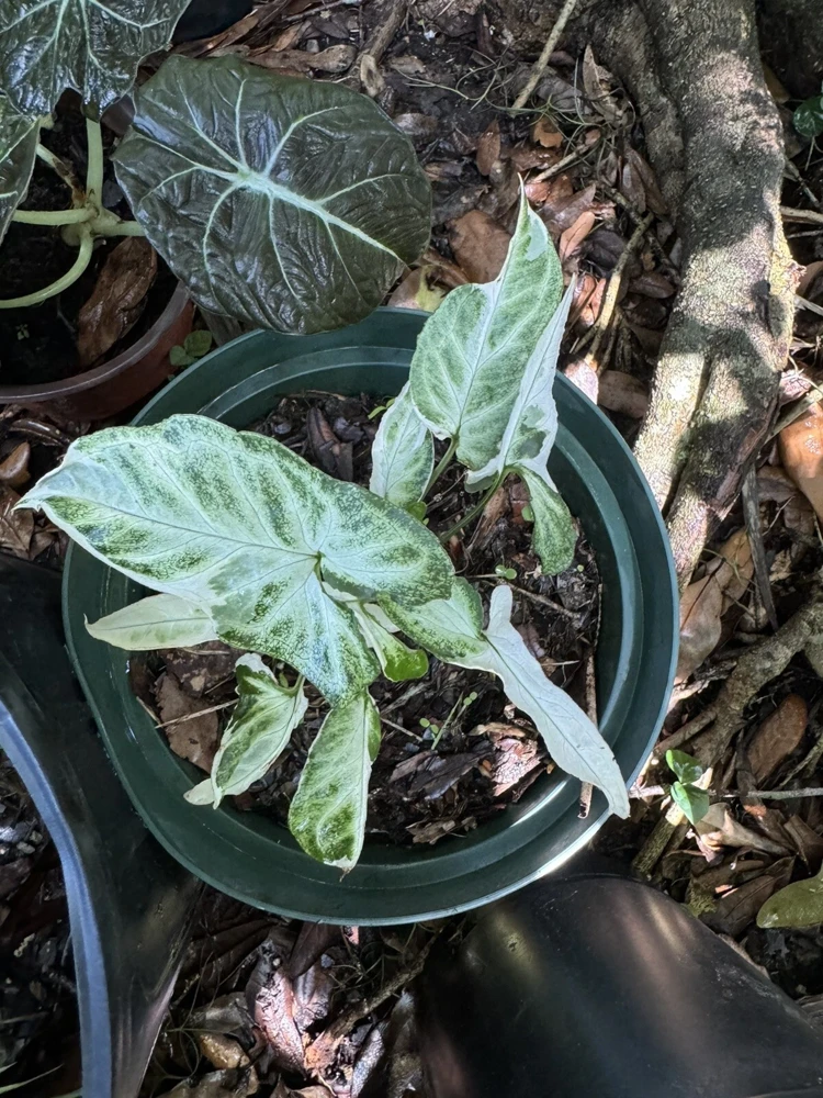 Syngonium Albo Live Plant – Variegated Houseplant – Indoor Decor - Image 3