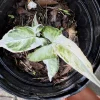 Syngonium Albo Live Plant β Variegated Houseplant β Indoor Decor - Image 1