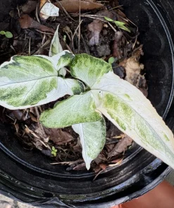 Syngonium Albo Live Plant – Variegated Houseplant – Indoor Decor - Image 1