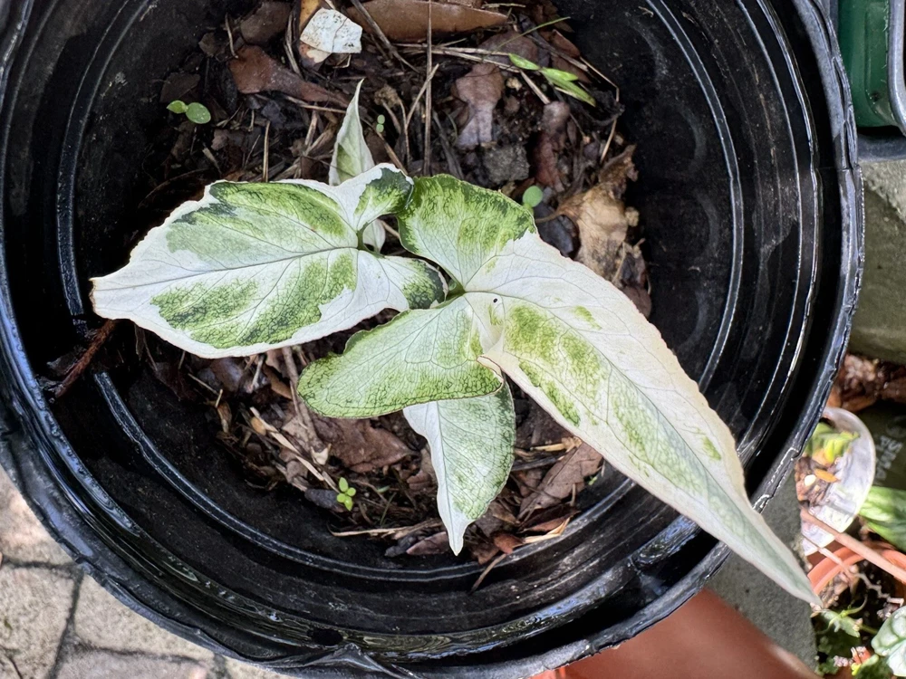 Syngonium Albo Live Plant – Variegated Houseplant – Indoor Decor - Image 1