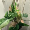 Syngonium Albo Variegated Live Plant - Rare Arrowhead Vine Houseplant - Image 1