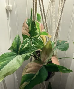 Syngonium Albo Variegated Live Plant - Rare Arrowhead Vine Houseplant - Image 1