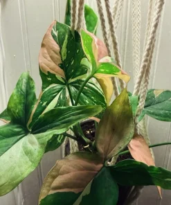 Syngonium Albo Variegated Live Plant - Rare Arrowhead Vine Houseplant - Image 2