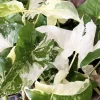 Syngonium Albo Variegated Live Plant - Rare Indoor Arrowhead Vine - Image 1