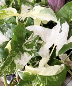 Syngonium Albo Variegated Live Plant - Rare Indoor Arrowhead Vine - Image 1