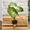 Syngonium Batik Live Plant - Potted Arrowhead Houseplant for Indoor Decor - Image 1